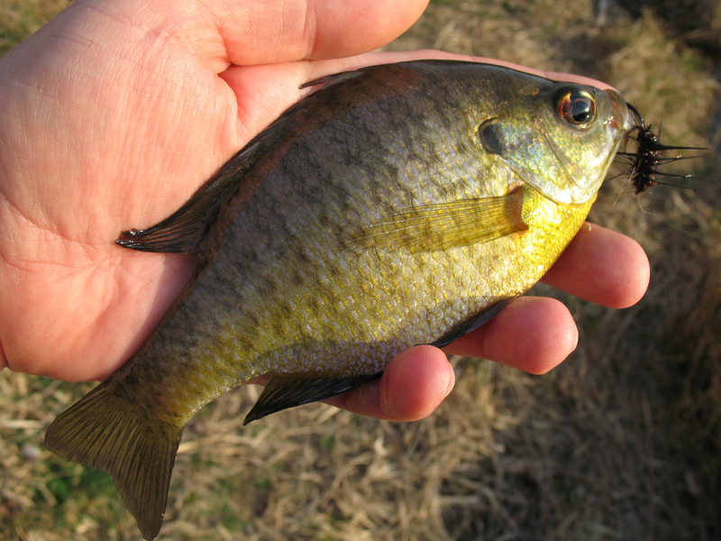 panfish