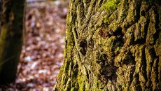 tree-bark