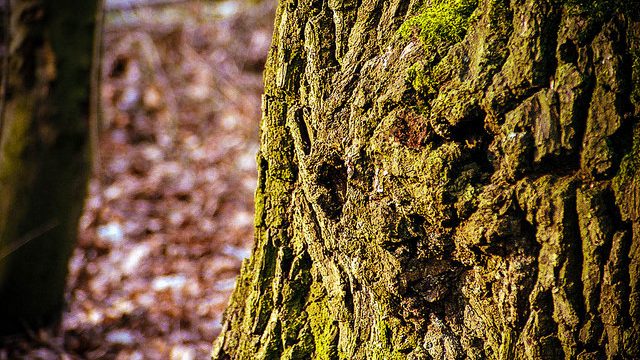 tree-bark