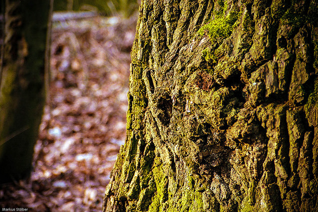 tree-bark