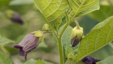 deadly-nightshade-plant