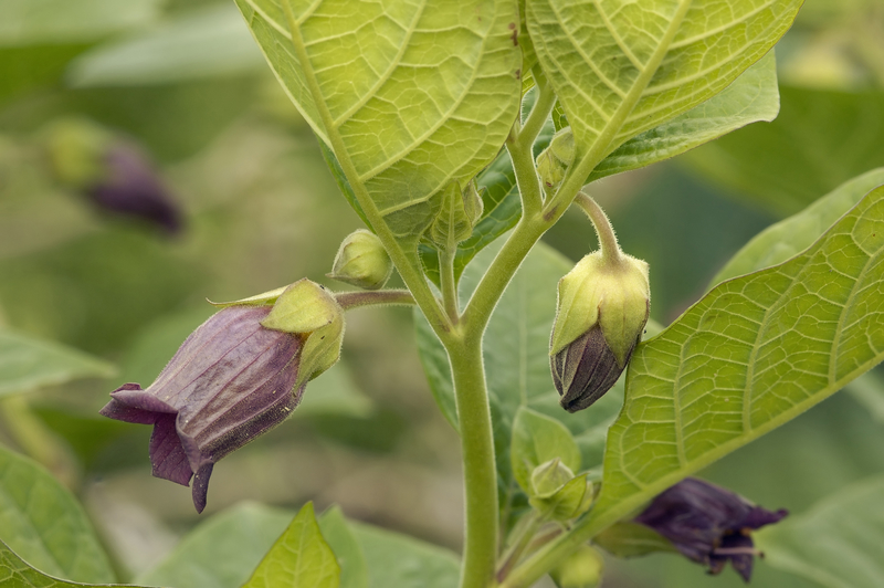 deadly-nightshade-plant