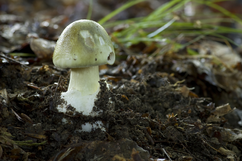 death-cap-mushroom