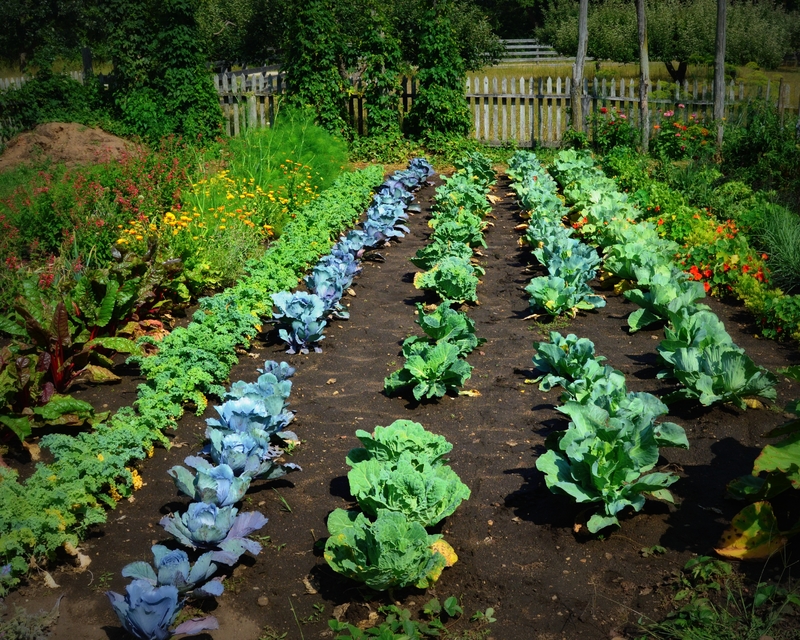 food garden