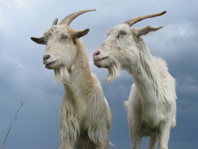 goats