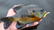 panfish