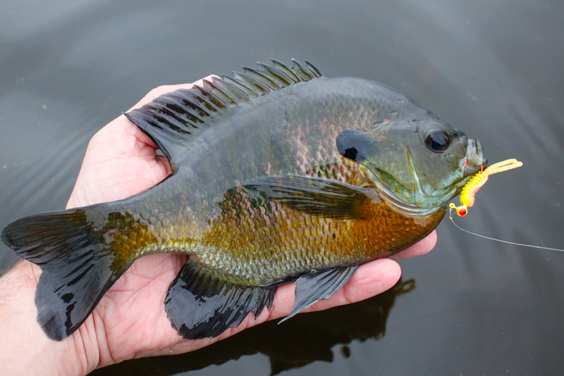 panfish