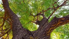 tree-in-front-yard