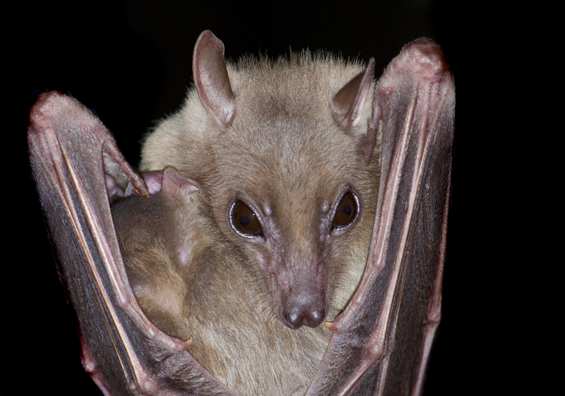 vampire-bat