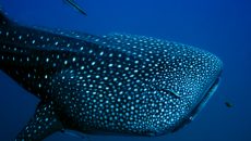 whale-shark