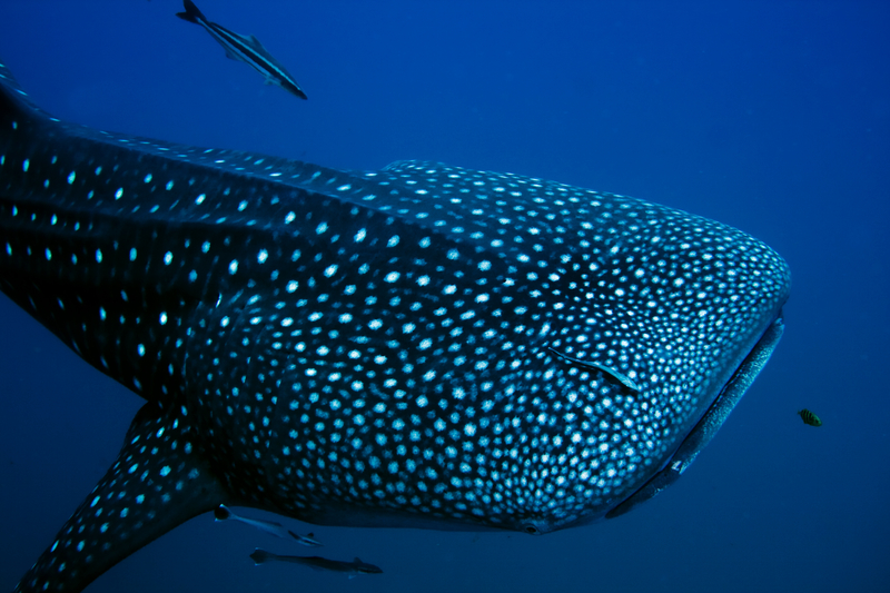 whale-shark