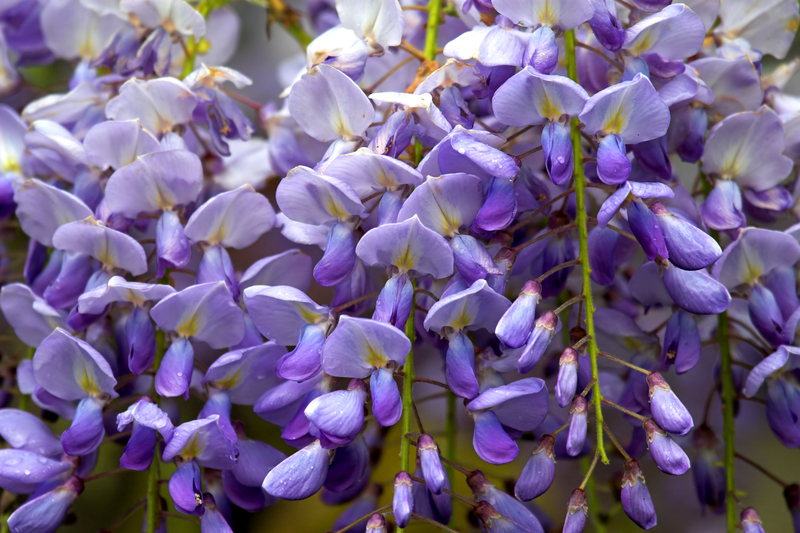 wisteria