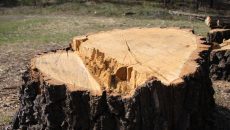 big tree stump