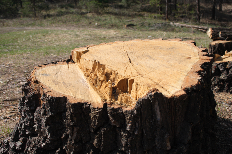 big tree stump