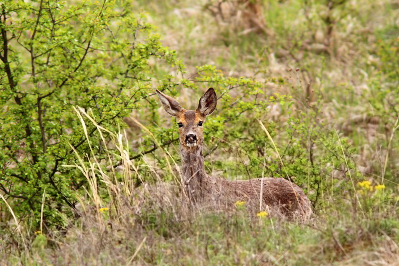 deer in the bushes