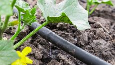 garden and irrigation