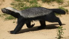 honey badger