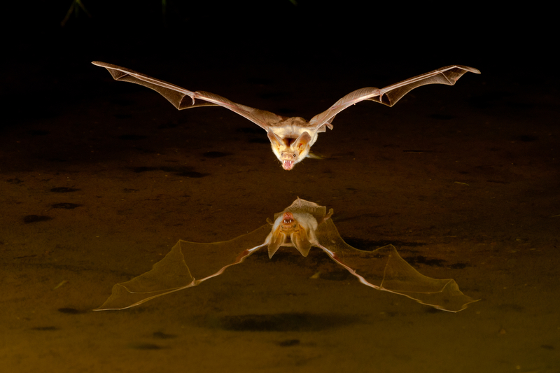 flying bat