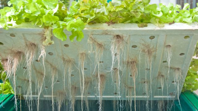 hydroponic system