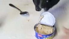 spoon opened tuna can