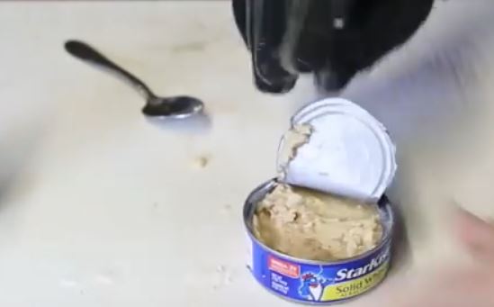 spoon opened tuna can