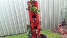 strawberry tower