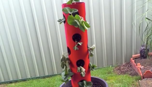 strawberry tower