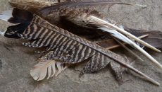 turkey-feathers