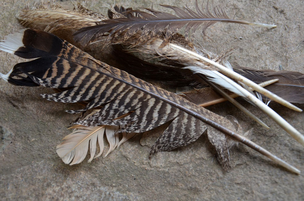 turkey-feathers