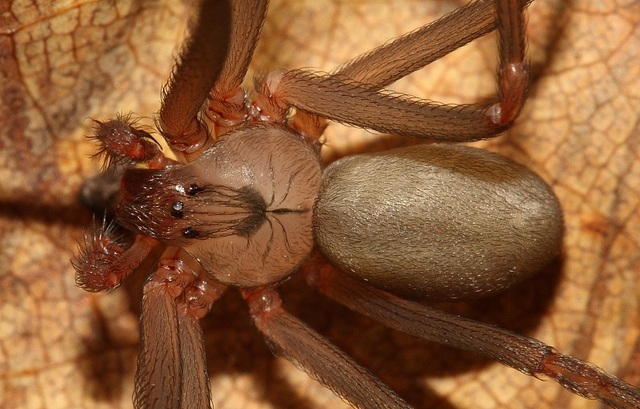 brown recluse