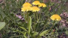 dandelion weeds