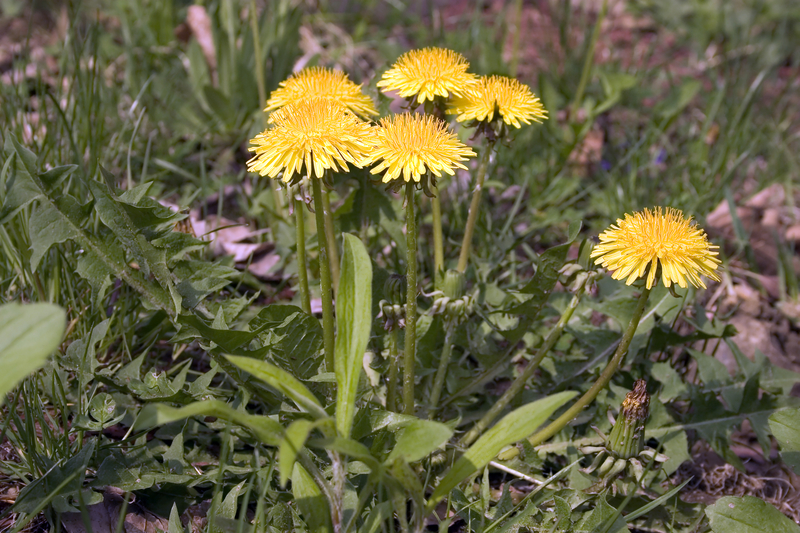 dandelion weeds