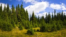pine trees