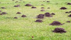 mole holes in the ground