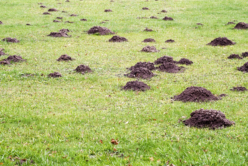 mole holes in the ground