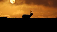 hunting deer sunset