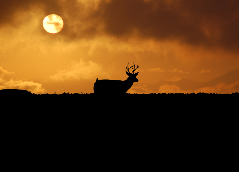 hunting deer sunset