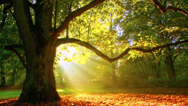 Oak tree