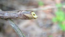 collecting water with a branch