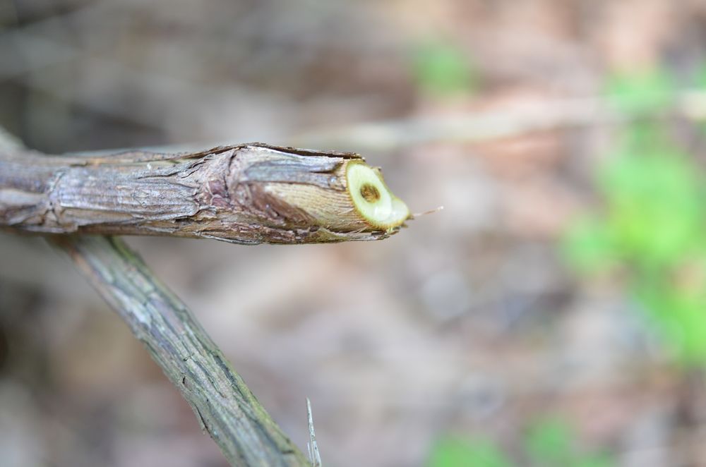 collecting water with a branch