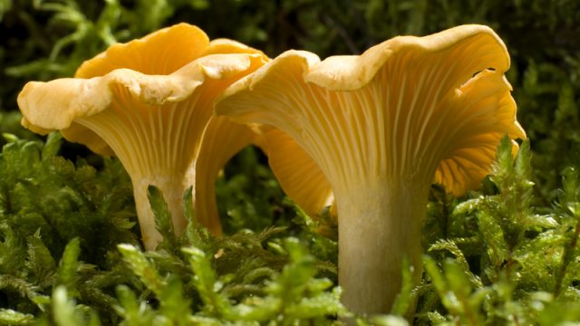 edible mushroom