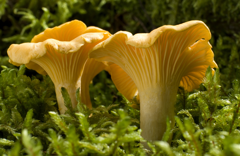 edible mushroom