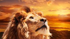 majestic lion