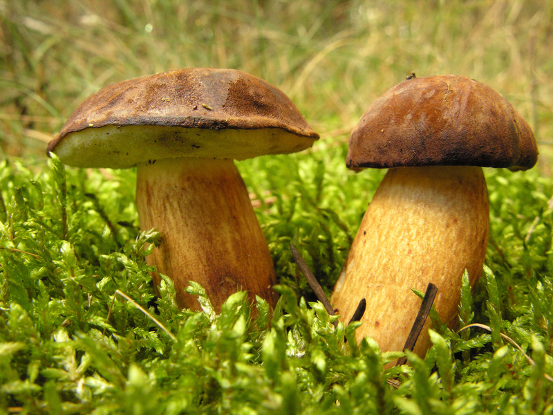 wild mushrooms