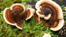 turkey tail mushroom