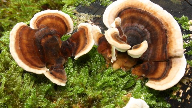 turkey tail mushroom