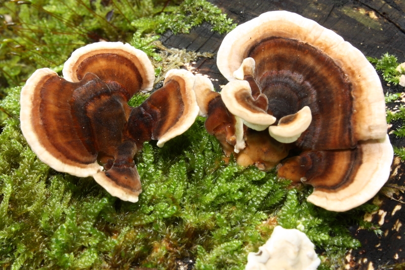 turkey tail mushroom