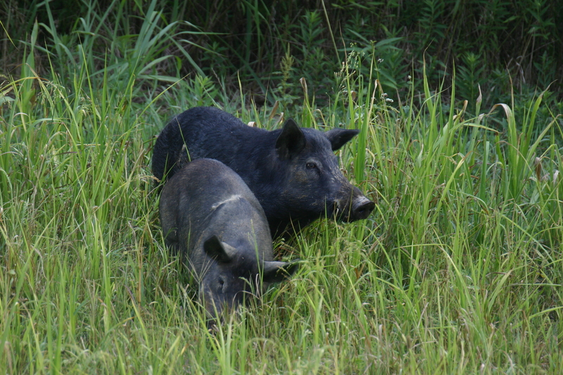 wild hog