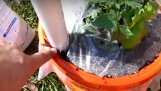 garden in bucket