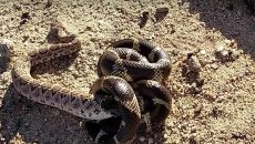 two snakes wrestling